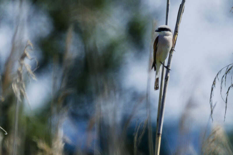 Pie-grièche écorcheur mâle